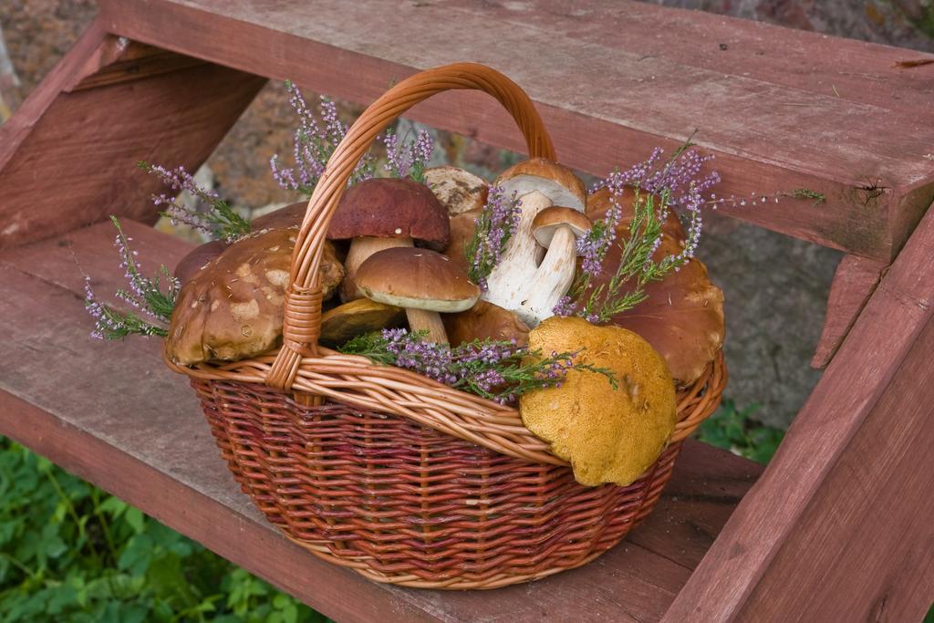 Agroturystyka Sominy Farm stay