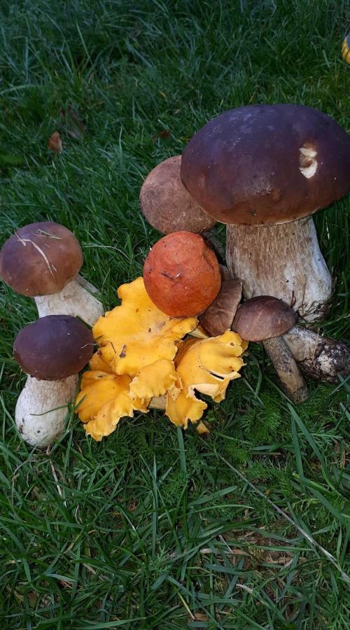 Agroturystyka Sominy Farm stay